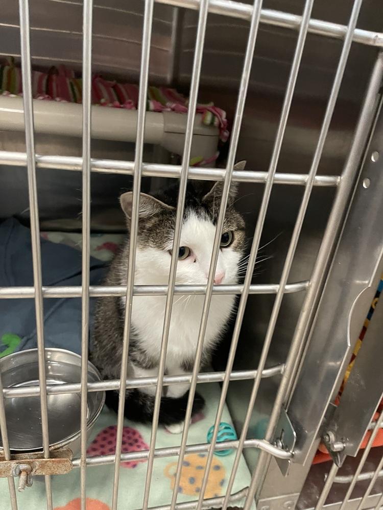 Enlarge Marla, a Adoptable Domestic Short Hair in Ferndale, MI image 5/5