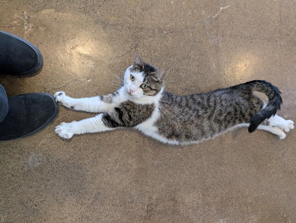 Enlarge Marla, a Adoptable Domestic Short Hair in Ferndale, MI image 4/6