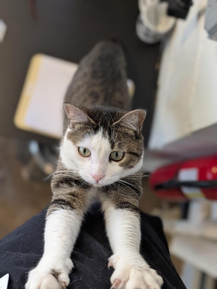 Enlarge Marla, a Adoptable Domestic Short Hair in Ferndale, MI image 5/6