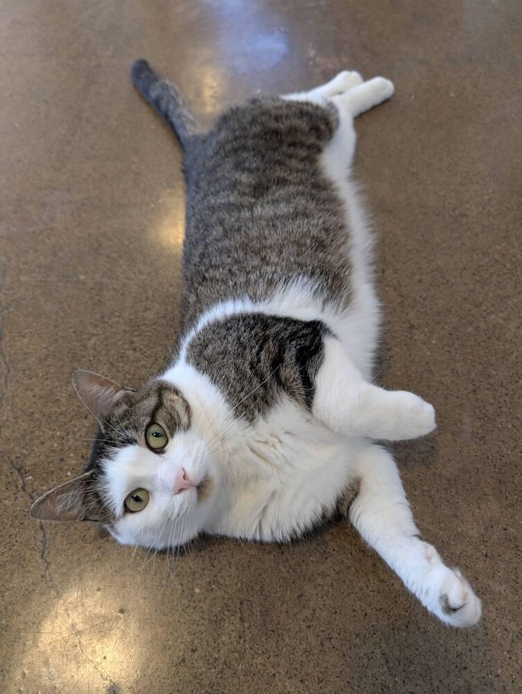 Enlarge Marla, a Adoptable Domestic Short Hair in Ferndale, MI image 6/6