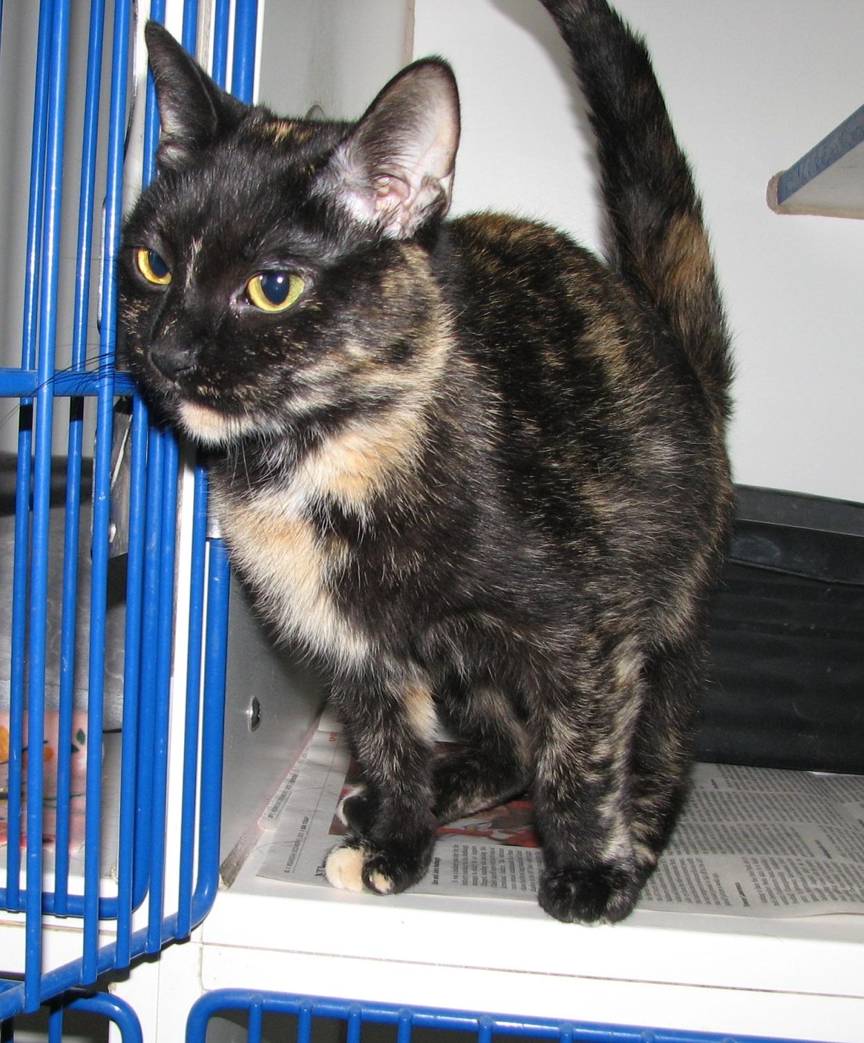 Enlarge #5457 Siri, a ADOPTABLE Tortoiseshell in Lawrenceburg, KY image 6/6
