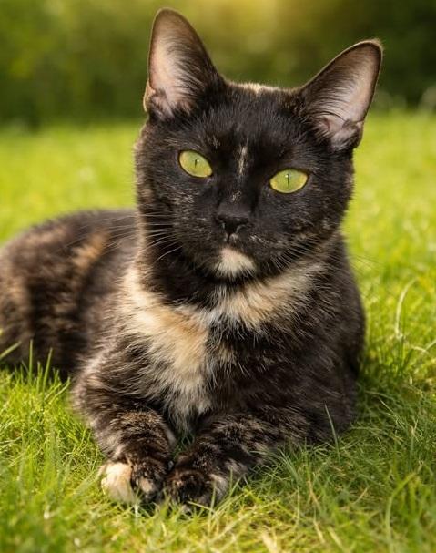 Enlarge #5457 Siri, a ADOPTABLE Tortoiseshell in Lawrenceburg, KY image 1/6