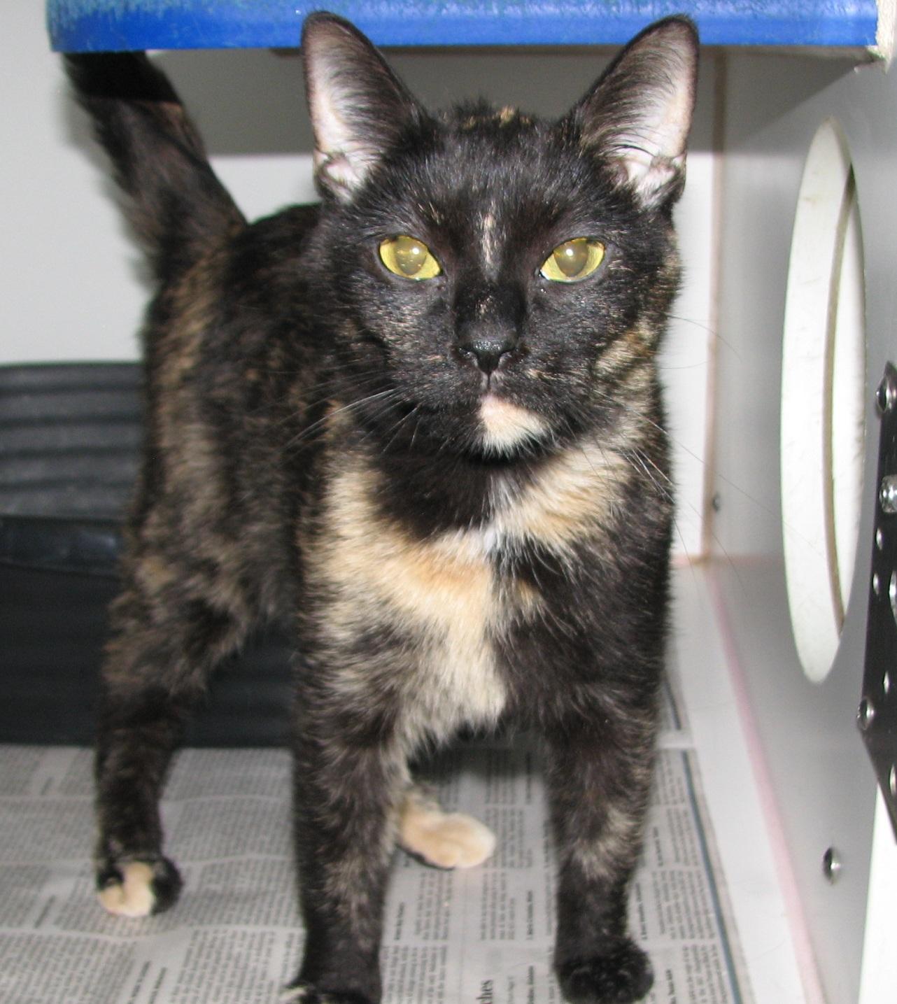 Enlarge #5457 Siri, a ADOPTABLE Tortoiseshell in Lawrenceburg, KY image 5/6