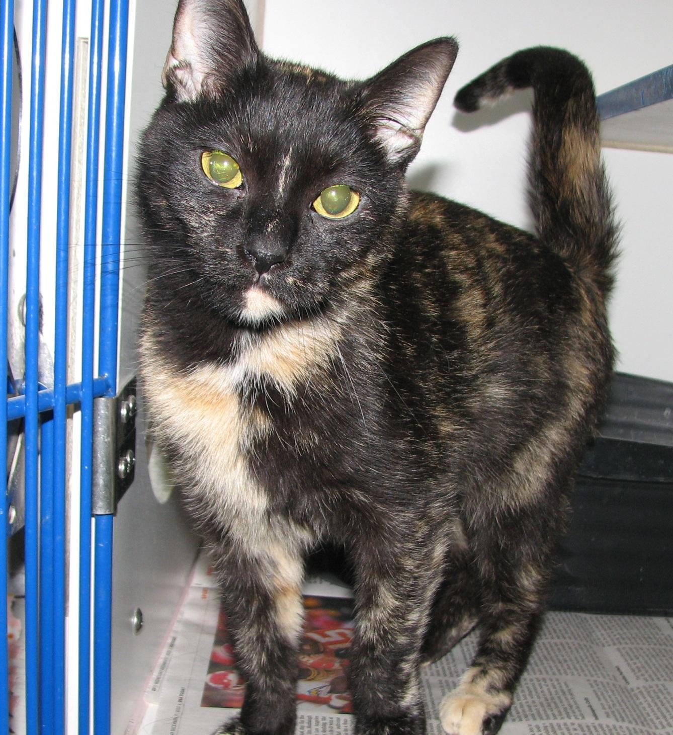 Enlarge #5457 Siri, a ADOPTABLE Tortoiseshell in Lawrenceburg, KY image 3/6
