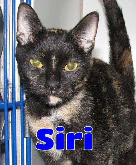 Enlarge #5457 Siri, a ADOPTABLE Tortoiseshell in Lawrenceburg, KY image 2/6