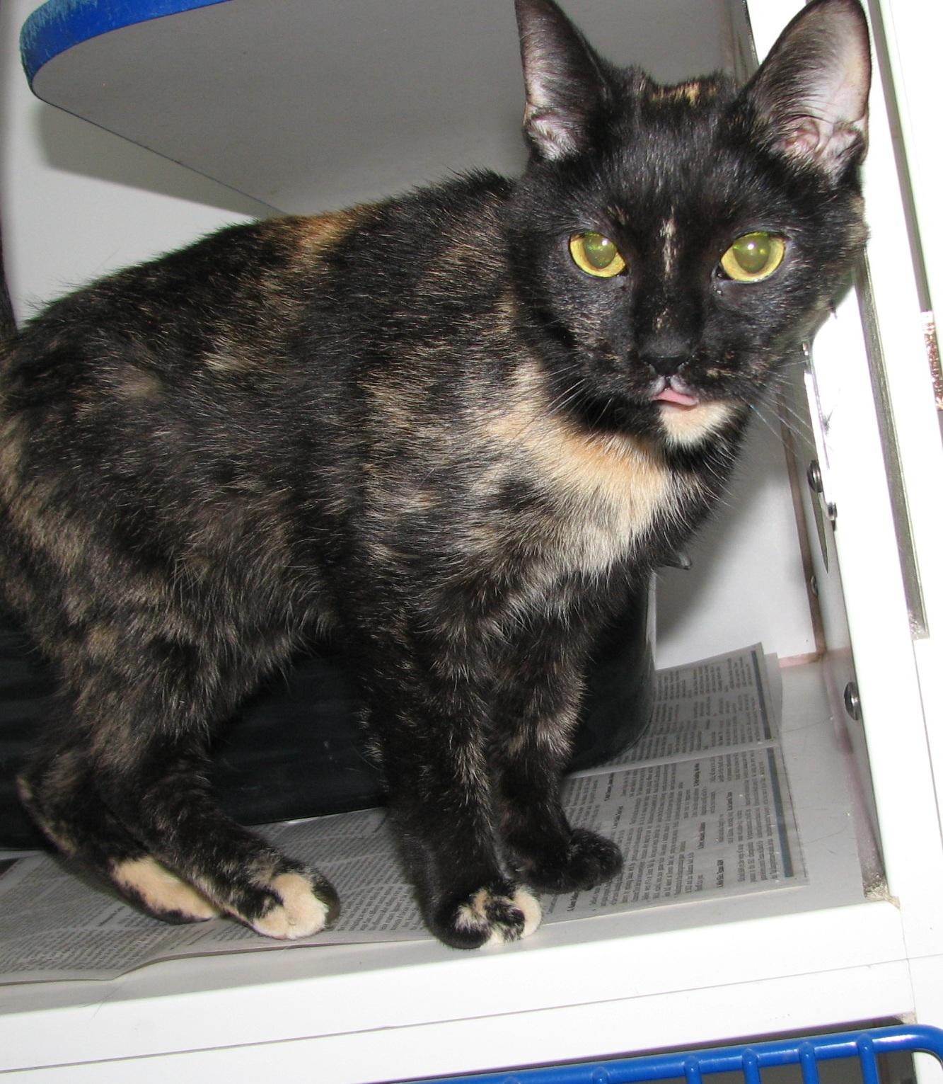 Enlarge #5457 Siri, a ADOPTABLE Tortoiseshell in Lawrenceburg, KY image 4/6