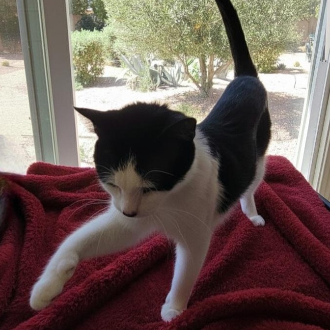 Enlarge Natasha , a ADOPTABLE Tuxedo in SCOTTSDALE, AZ image 3/3