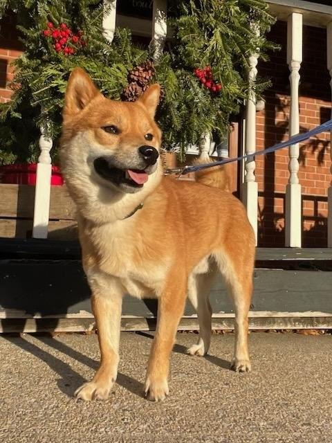 Enlarge Hiro, a Adoptable Shiba Inu in Ellicott City, MD image 3/3