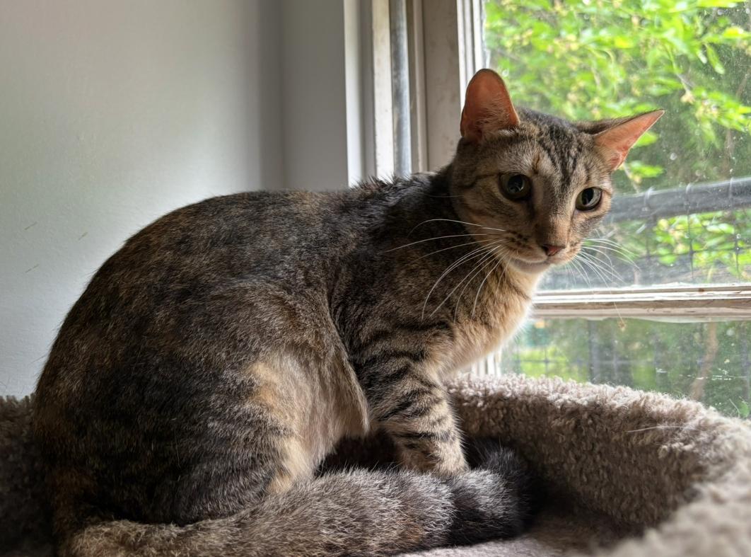 Peep, Adoptable, Adult Female Domestic Short Hair.