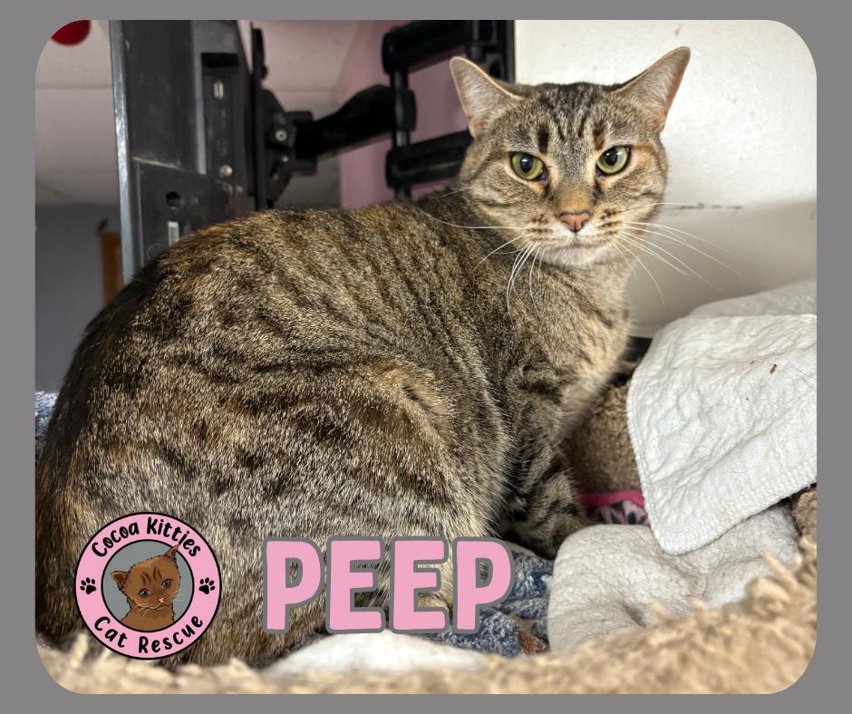 Enlarge Peep, a Adoptable mixed breed in Hershey, PA image 4/6