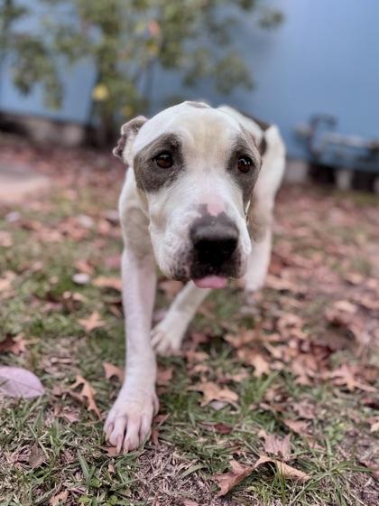 MGMT, Adoptable, Adult Male Pit Bull Terrier & Mixed Breed.