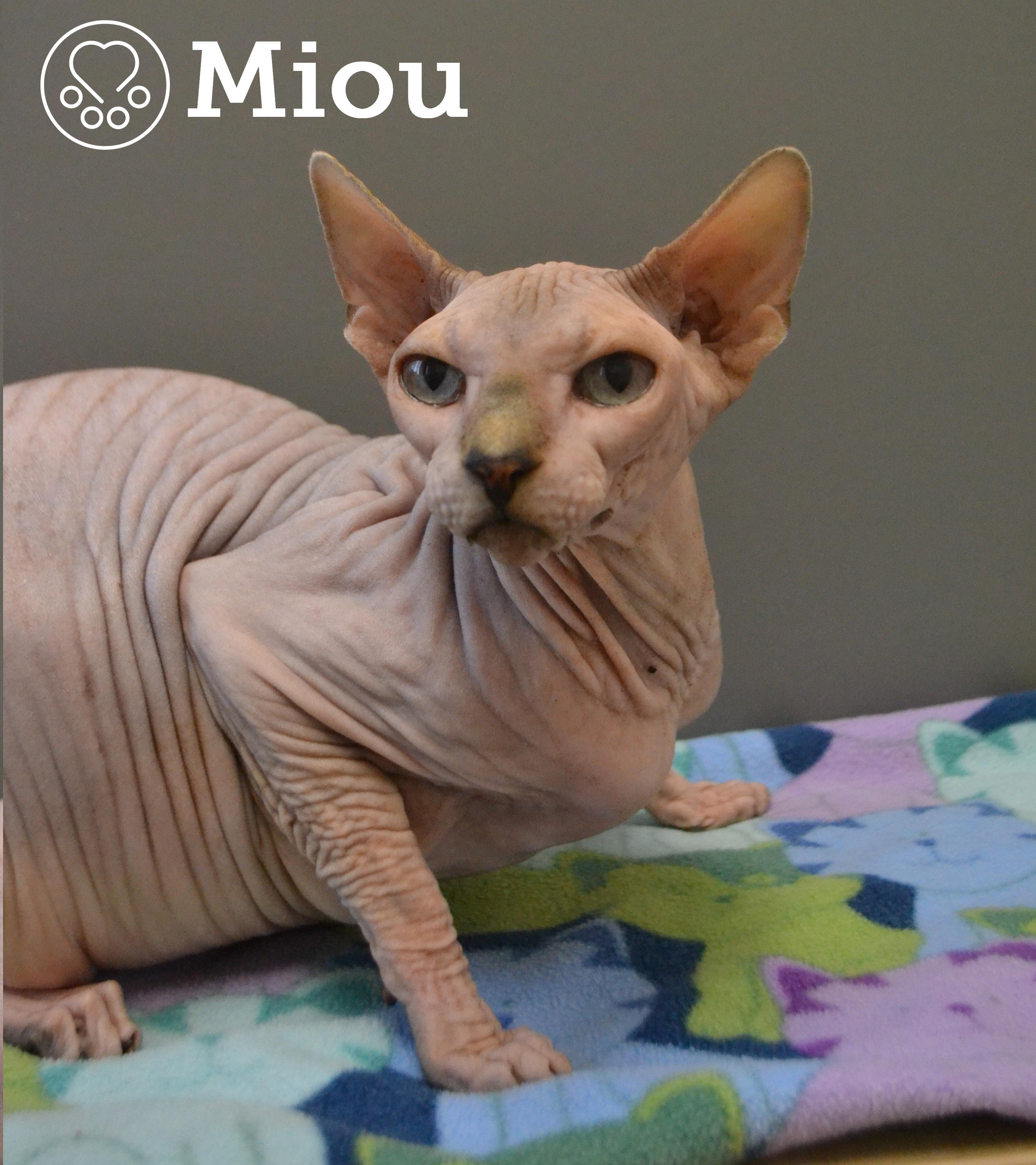 Enlarge Miou, a ADOPTABLE Sphynx / Hairless Cat in Anjou, QC image 1/1