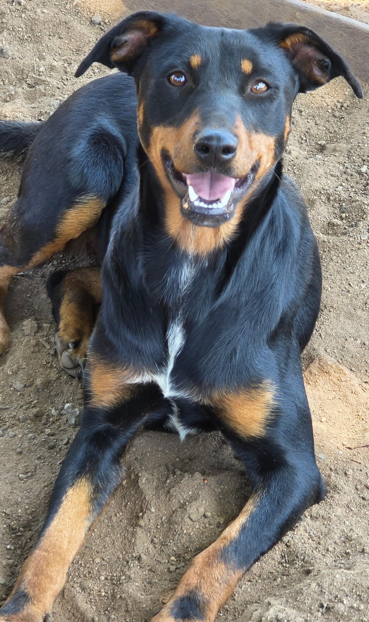 Ziva