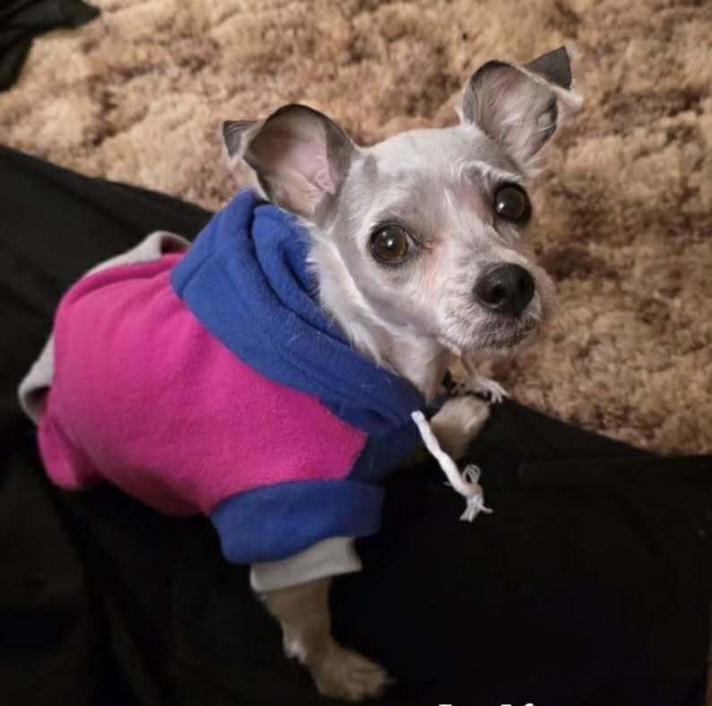 Tater Tot, Adoptable, Adult Female Chihuahua.