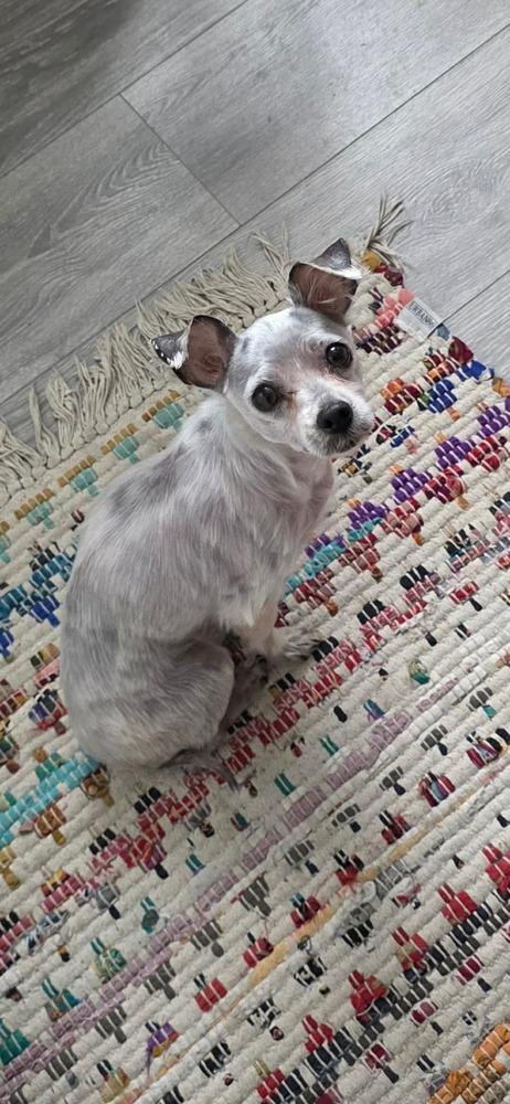 Enlarge Tater Tot, a Adoptable mixed breed in Alden, NY image 2/4