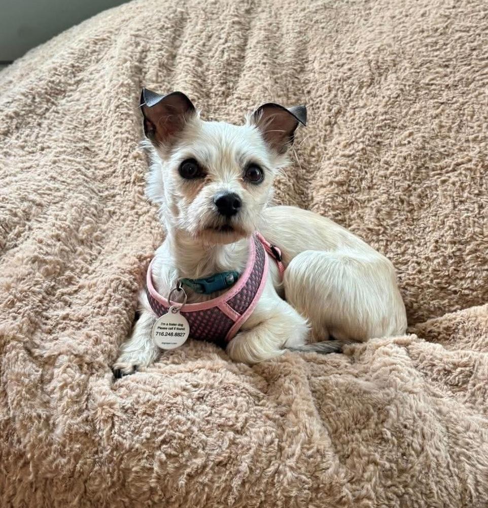 Tater Tot, Adoptable, Adult Female Chihuahua.