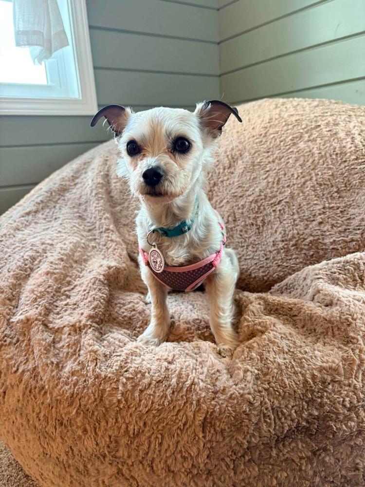 Tater Tot, a Adoptable mixed breed in Alden, NY image 2/4