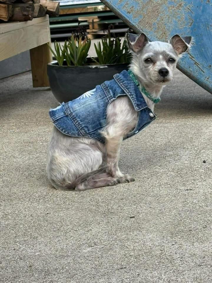 Enlarge Tater Tot, a Adoptable mixed breed in Alden, NY image 4/4