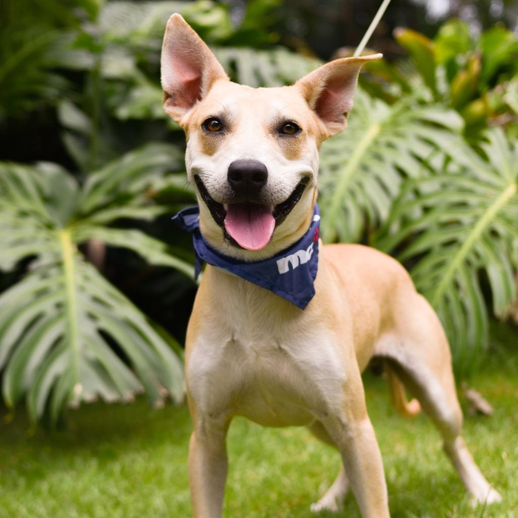 Finn, Adoptable, Adult Male Mixed Breed.