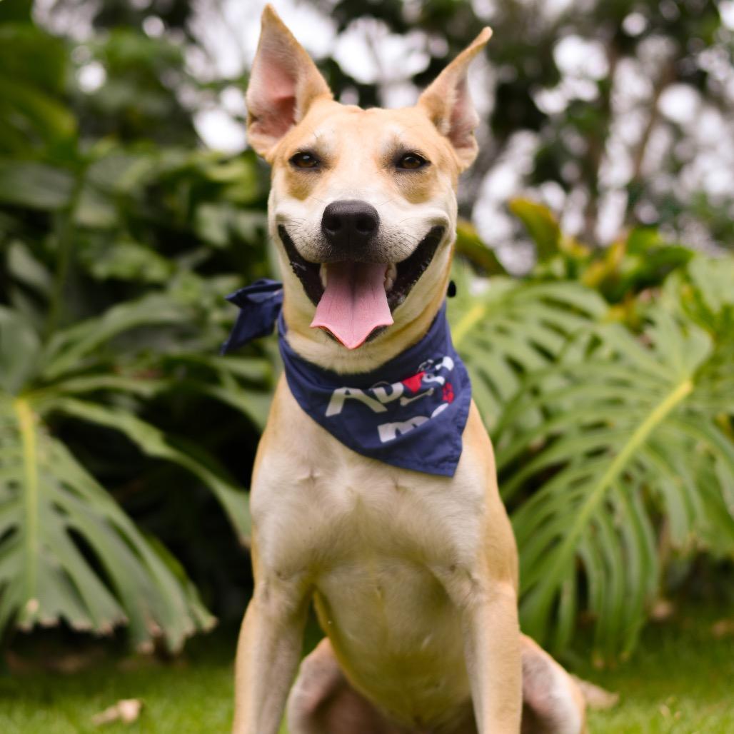 Enlarge Finn, a Adoptable Mixed Breed in Kailua Kona, HI image 2/5