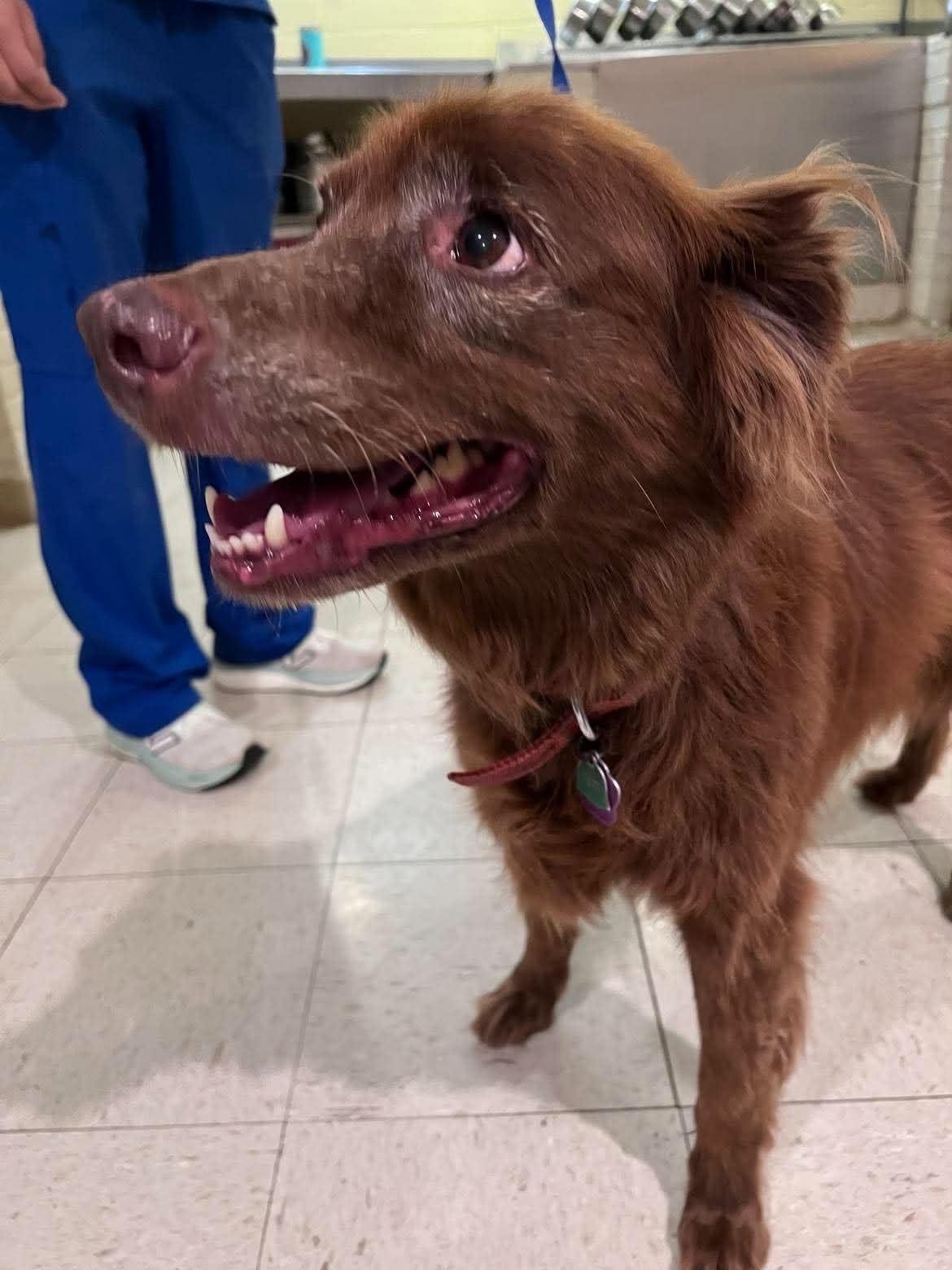 Cocoa Bear, ADOPTABLE, Senior Female Australian Shepherd.