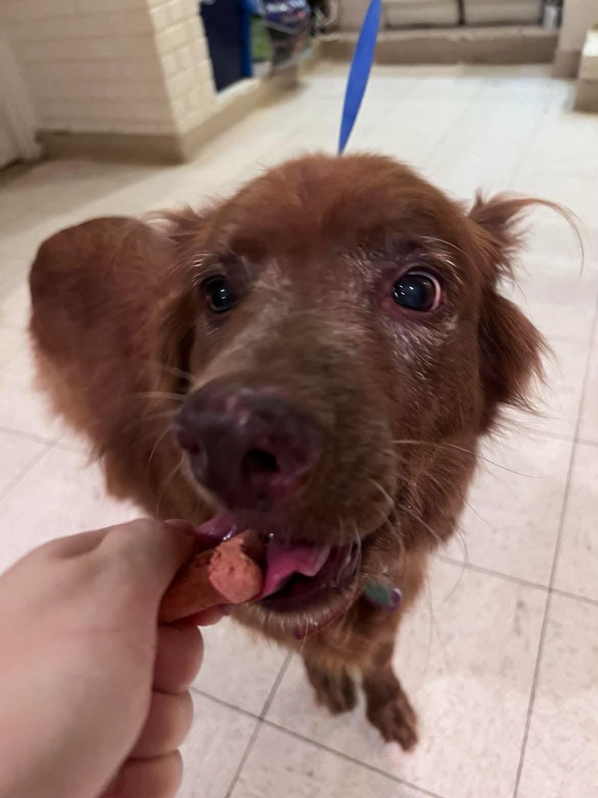 Cocoa Bear, a ADOPTABLE mixed breed in Guntersville, AL image 2/3