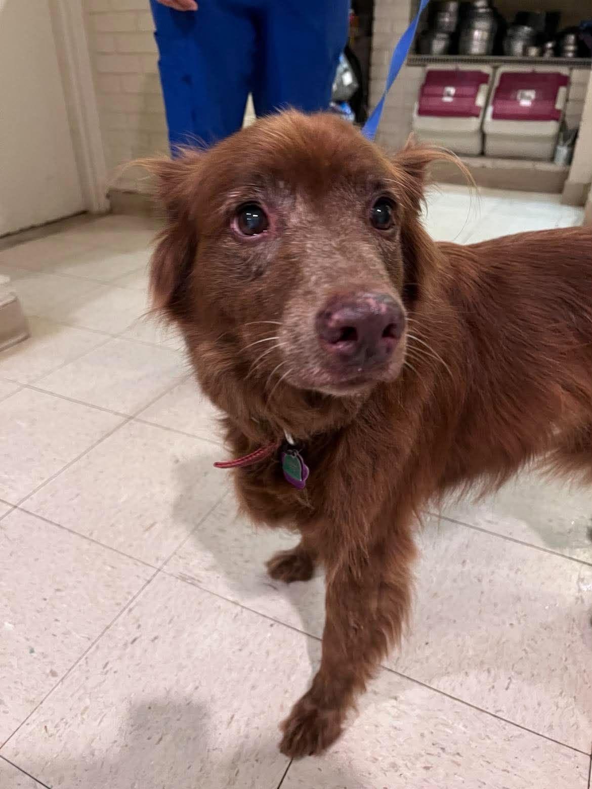 Cocoa Bear, a ADOPTABLE mixed breed in Guntersville, AL image 3/3