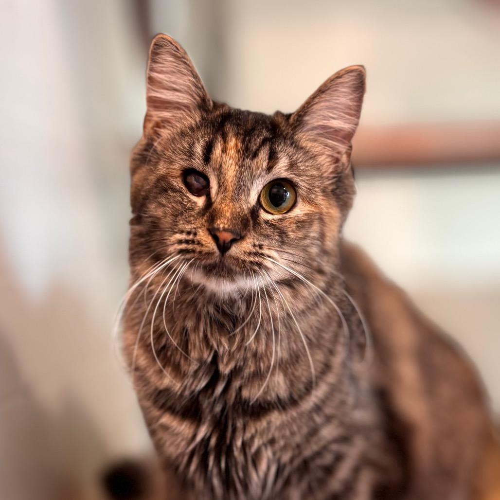 Enlarge Regina, a Adoptable Domestic Long Hair in Nashville, IN image 1/6