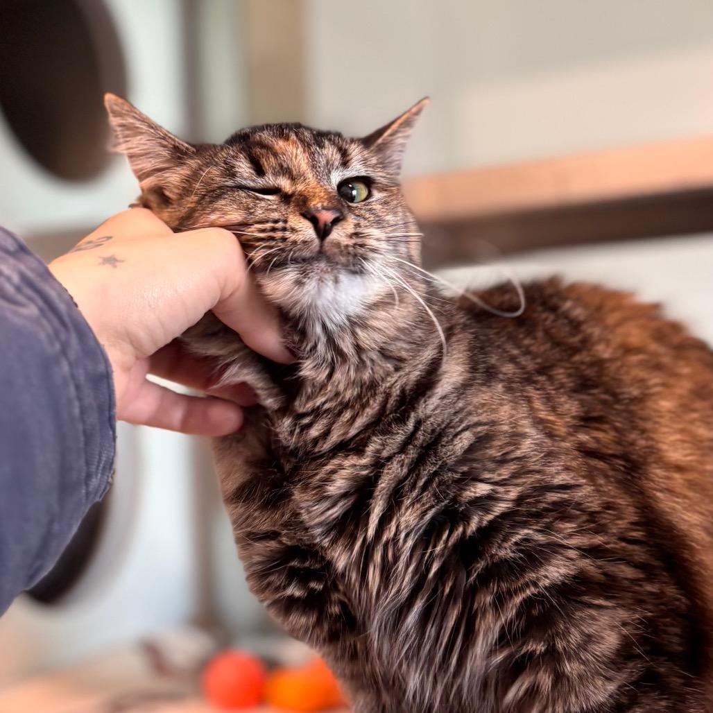 Enlarge Regina, a Adoptable Domestic Long Hair in Nashville, IN image 2/6