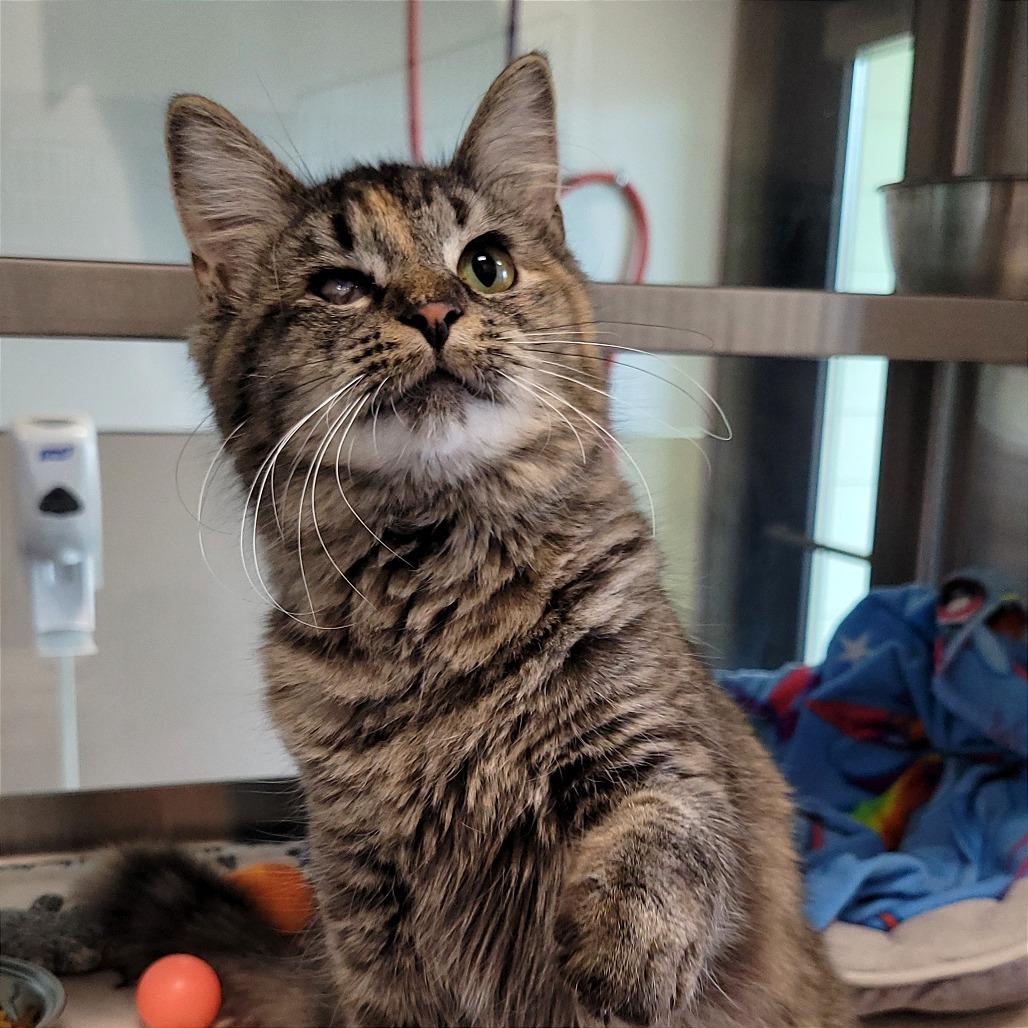 Enlarge Regina, a Adoptable Domestic Long Hair in Nashville, IN image 3/6