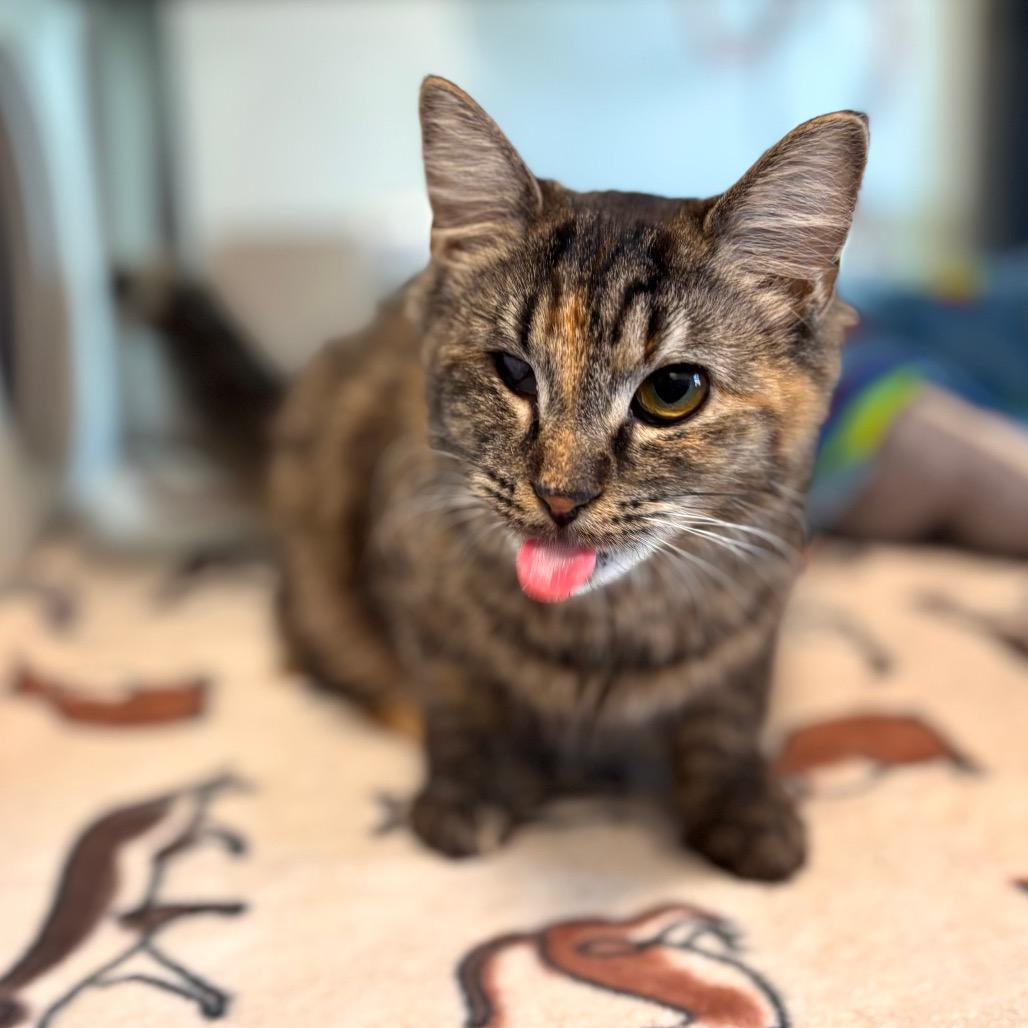 Enlarge Regina, a Adoptable Domestic Long Hair in Nashville, IN image 4/6