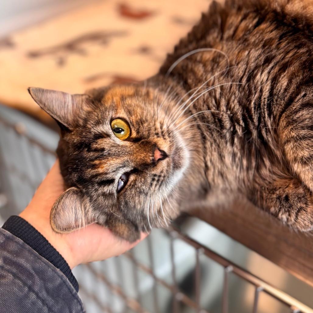 Enlarge Regina, a Adoptable Domestic Long Hair in Nashville, IN image 5/6