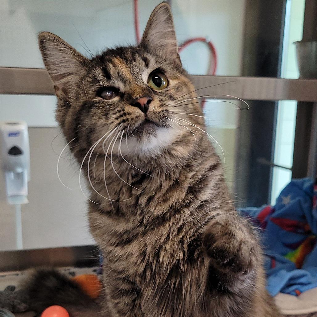 Enlarge Regina, a Adoptable Domestic Long Hair in Nashville, IN image 6/6