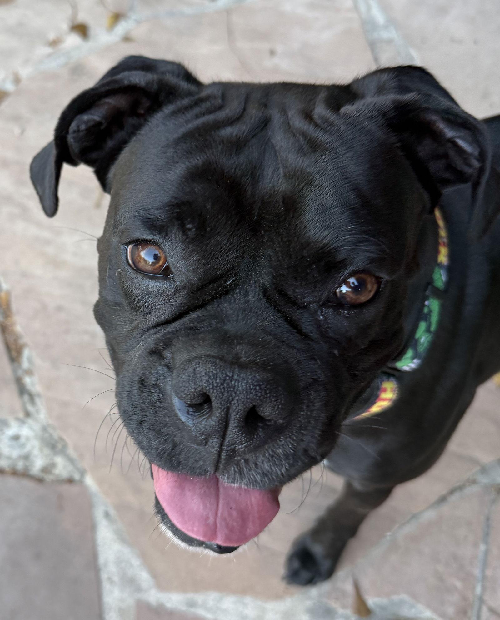 ZIO, Adoptable, Young Male Boxer.