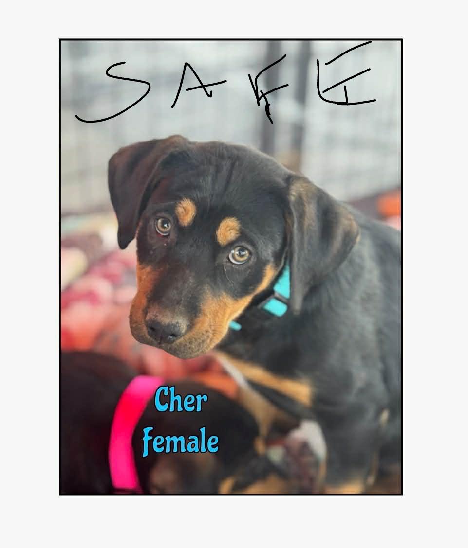 Enlarge Cher, an adopted mixed breed in Minneapolis, MN image 5/6