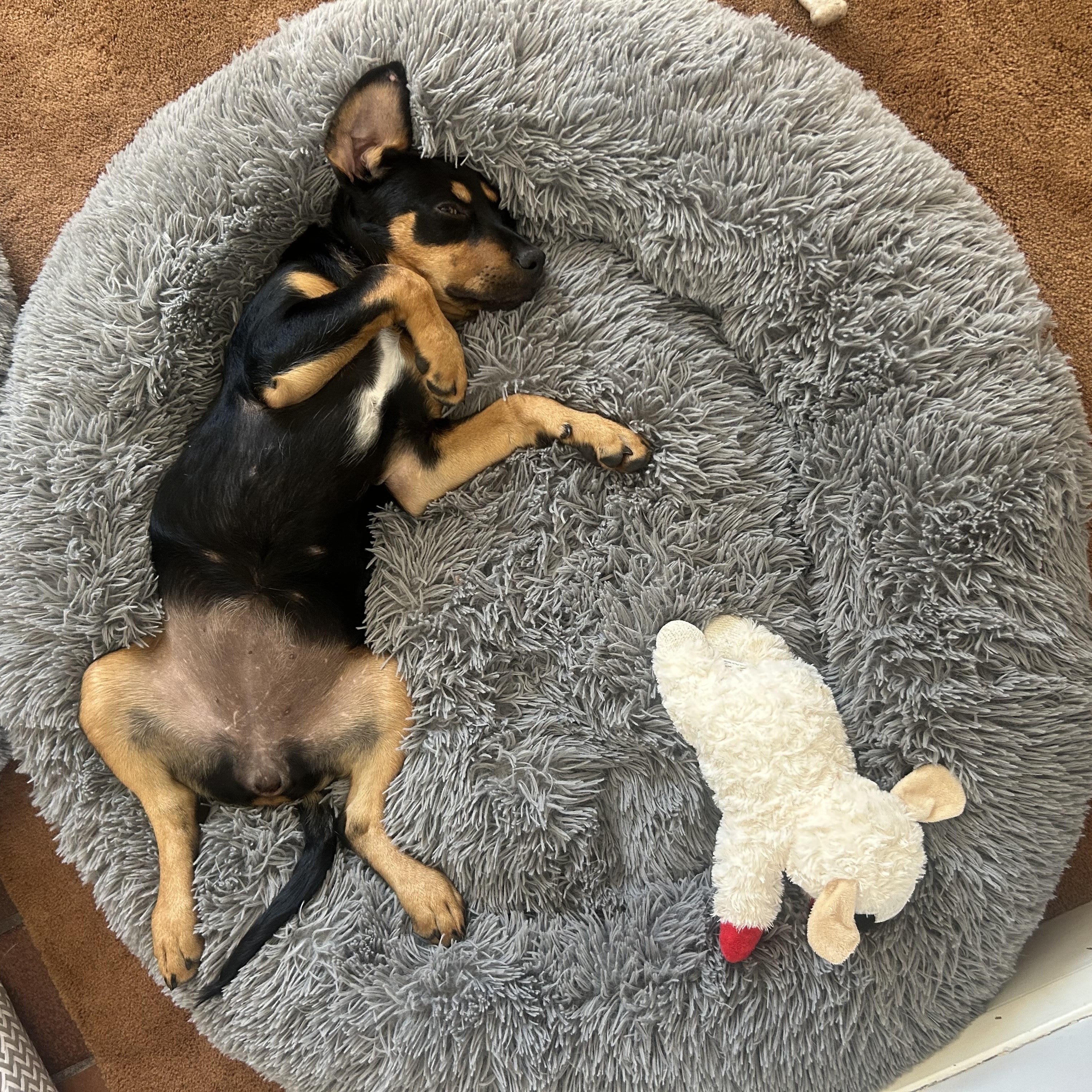 Enlarge Cher, an adopted mixed breed in Minneapolis, MN image 3/6