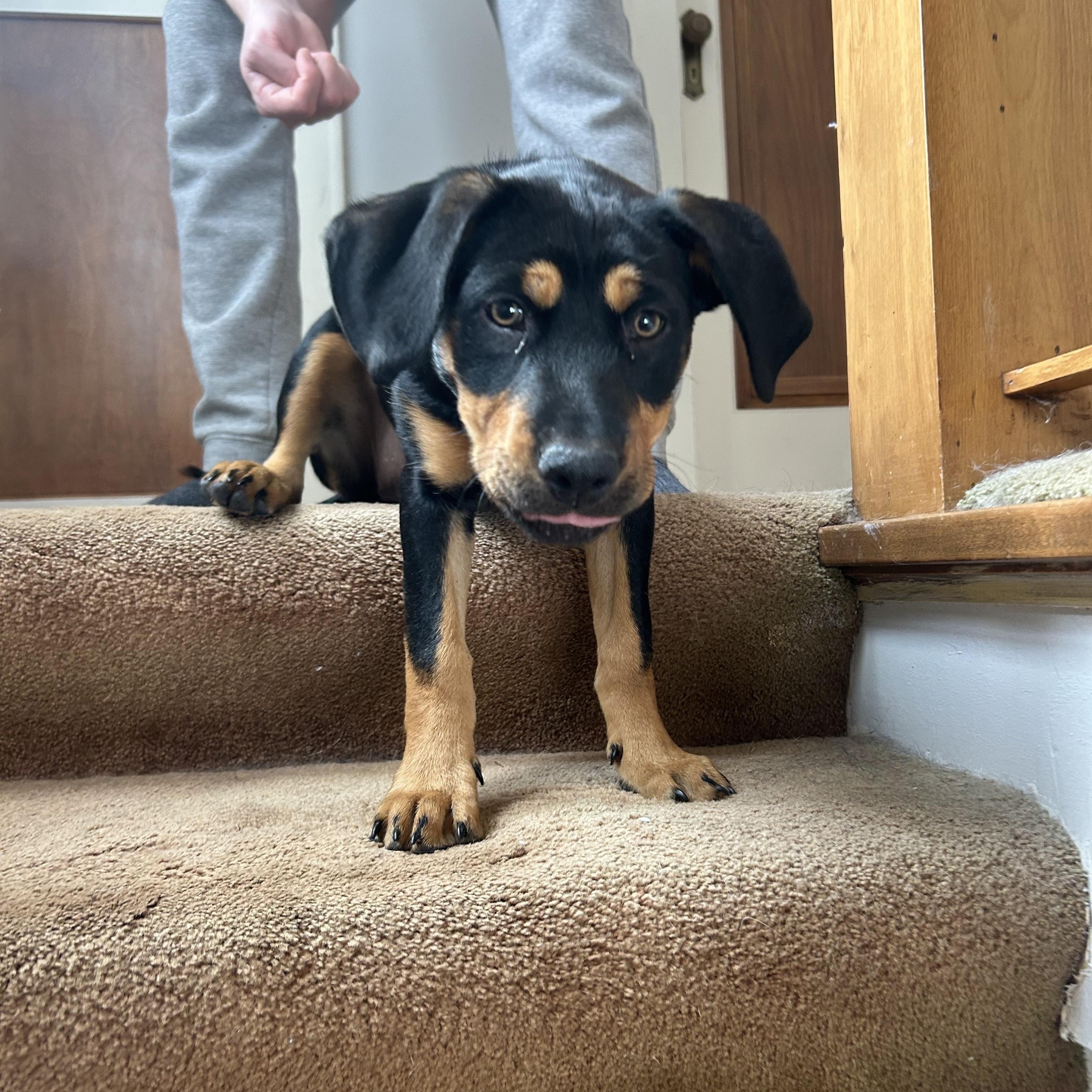 Enlarge Cher, an adopted mixed breed in Minneapolis, MN image 6/6