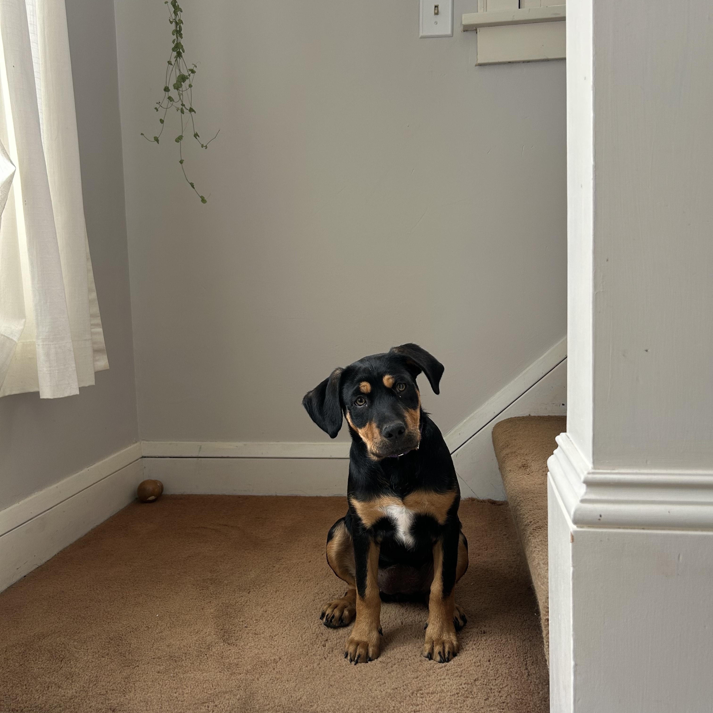 Enlarge Cher, an adopted mixed breed in Minneapolis, MN image 4/6