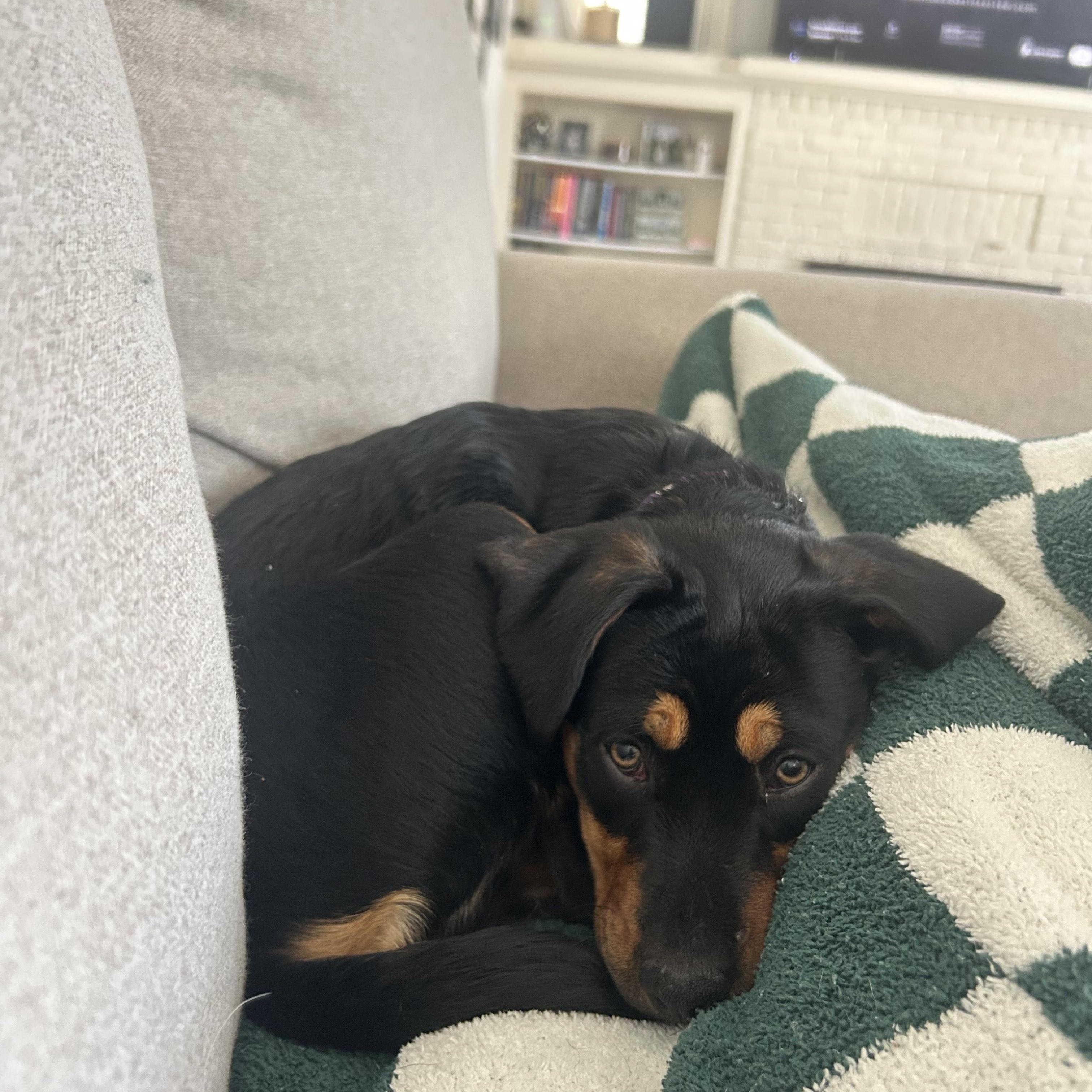 Enlarge Cher, an adopted mixed breed in Minneapolis, MN image 2/6