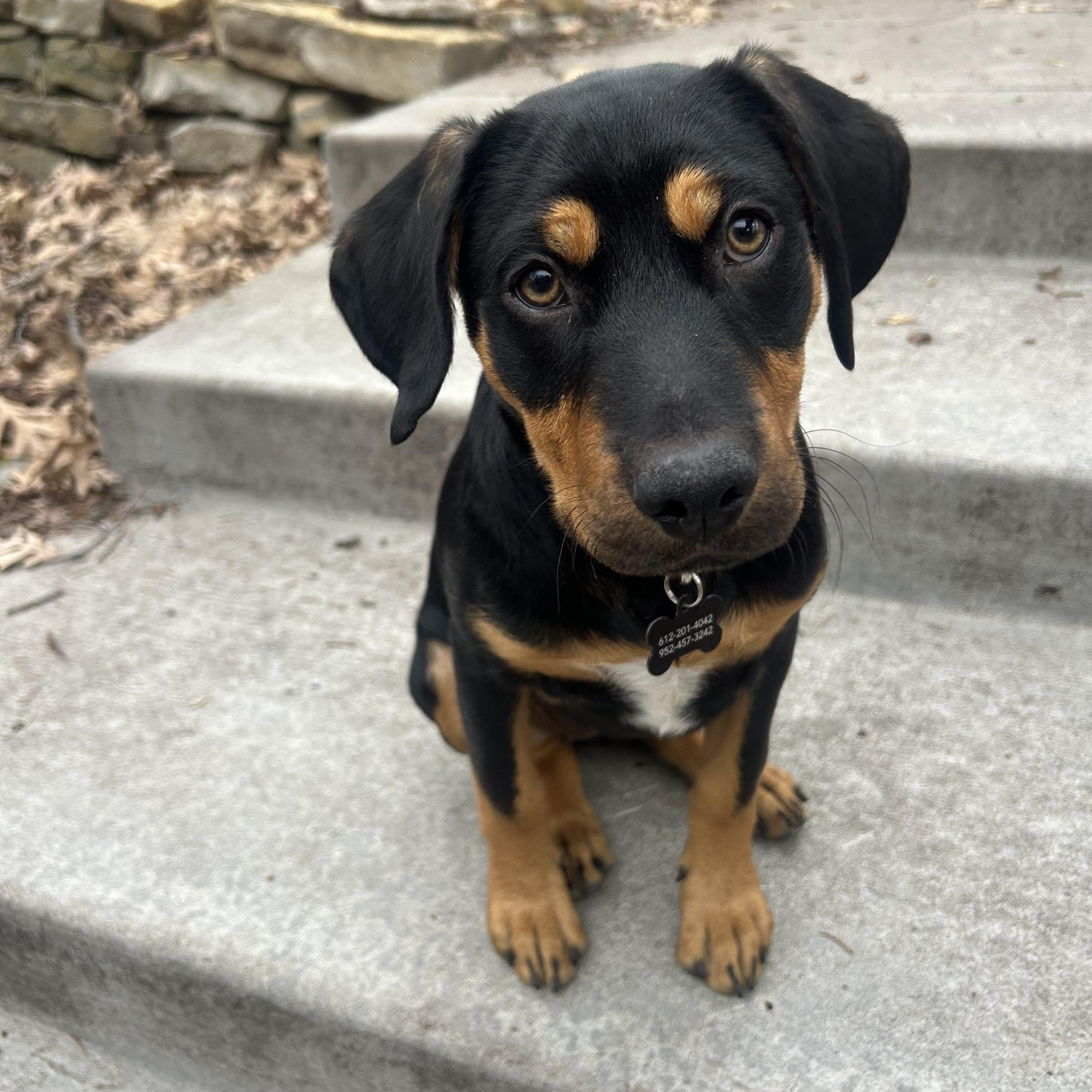 Enlarge Cher, an adopted mixed breed in Minneapolis, MN image 1/6