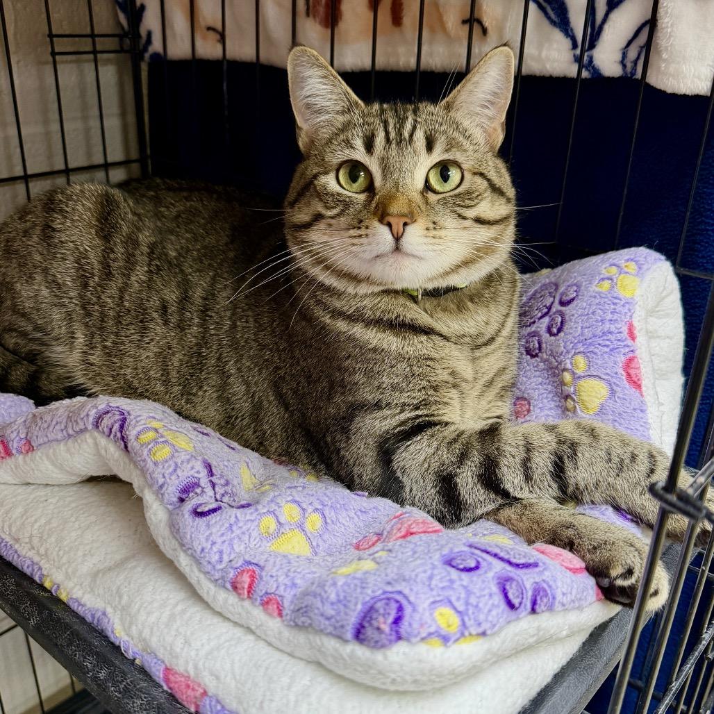 Enlarge Clementine, a Adoptable Domestic Short Hair in Middleburg Heights , OH image 1/6