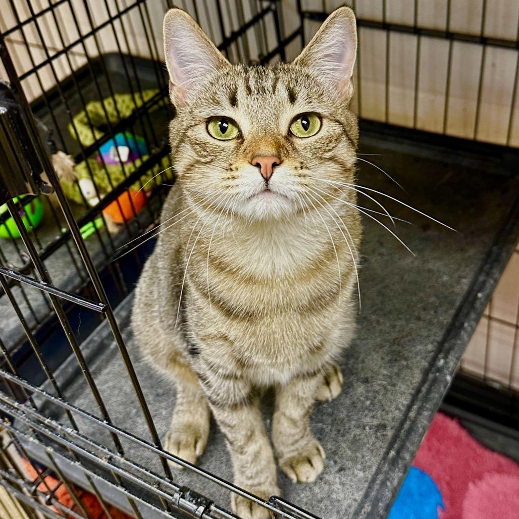 Clementine, Adoptable, Young Female Domestic Short Hair.