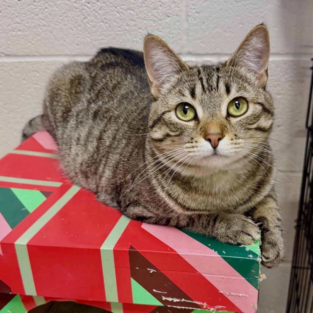 Enlarge Clementine, a Adoptable Domestic Short Hair in Middleburg Heights , OH image 2/6