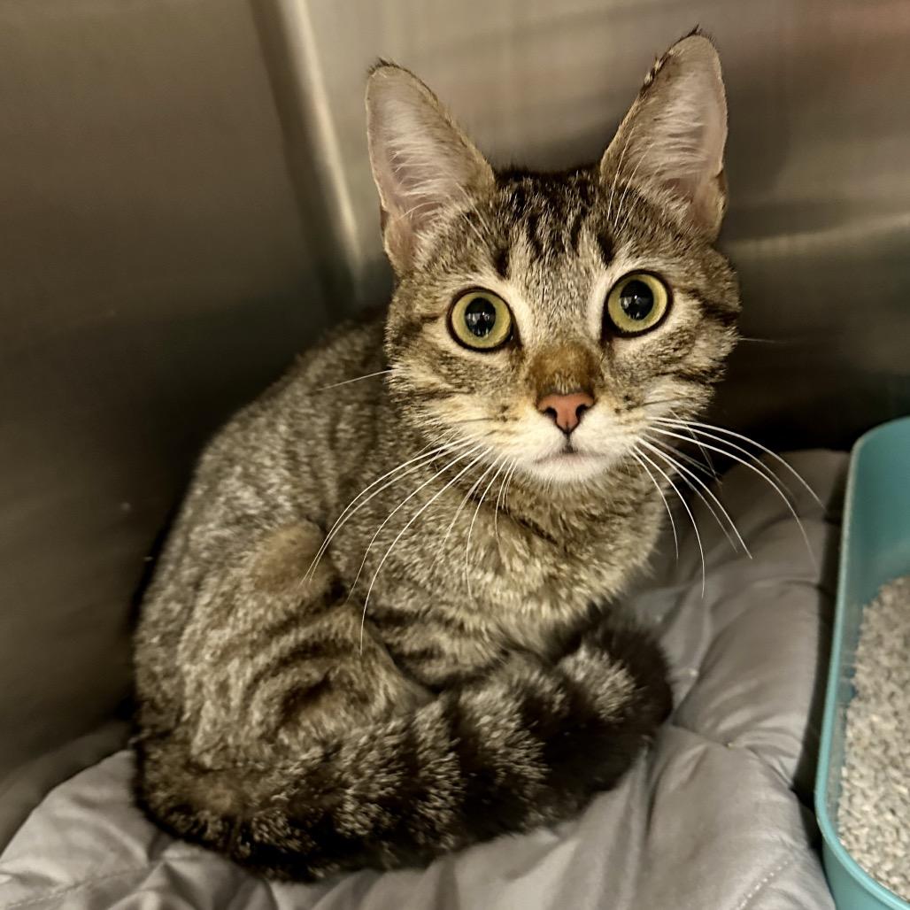 Enlarge Clementine, a Adoptable Domestic Short Hair in Middleburg Heights , OH image 2/6