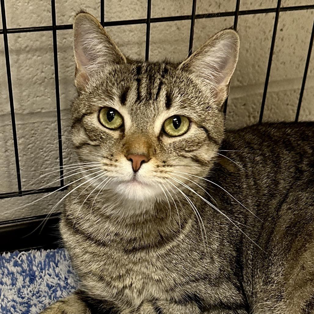 Enlarge Clementine, a Adoptable Domestic Short Hair in Middleburg Heights , OH image 3/6