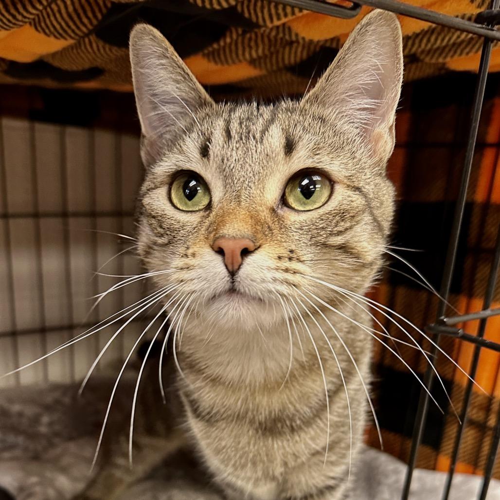 Enlarge Clementine, a Adoptable Domestic Short Hair in Middleburg Heights , OH image 4/6