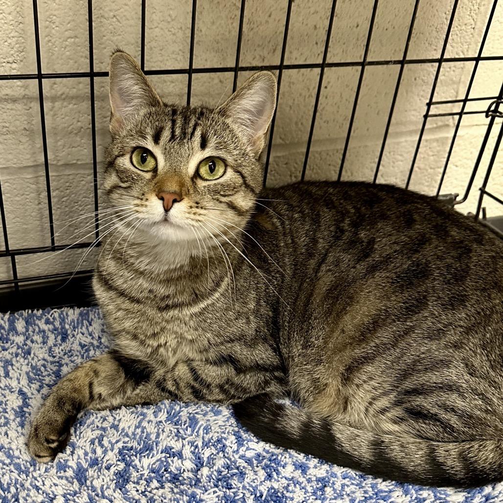 Enlarge Clementine, a Adoptable Domestic Short Hair in Middleburg Heights , OH image 5/6