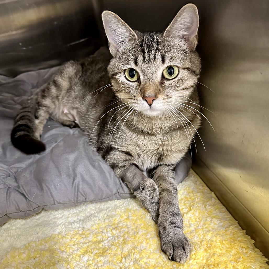 Enlarge Clementine, a Adoptable Domestic Short Hair in Middleburg Heights , OH image 6/6