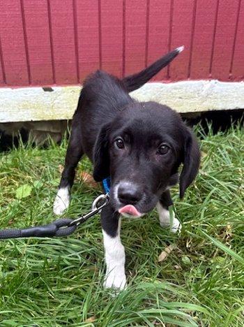 Enlarge Hatchi, an adopted mixed breed in Bedford Hills, NY image 3/5