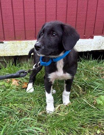 Enlarge Hatchi, an adopted mixed breed in Bedford Hills, NY image 4/5